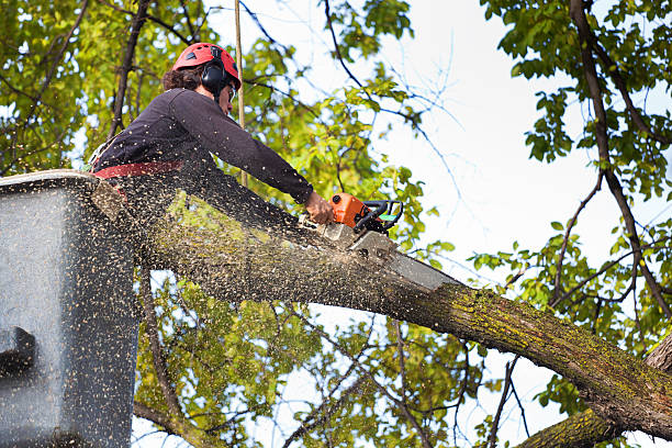 Curtisville, PA  Tree Services Company